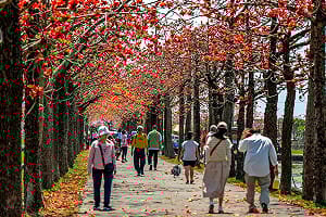 春天台南賞花去！國際蘭展倒數3/16   最佳賞花景點一次看