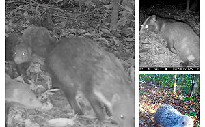 三級保育嬌客南港公園現身！「食蟹獴」家族出沒　溫馨畫面曝光