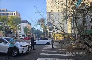 台中強風吹倒路樹　轎車經過遭砸幸無人傷