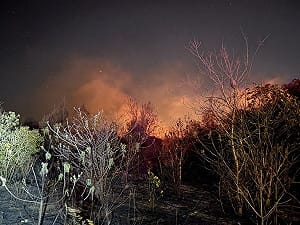 金門強風鎮海宮深夜雜草延燒3千坪　消防5小時撲滅