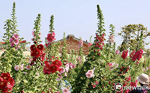 2.6公頃五彩花毯繽紛綻放  黃偉哲邀漫步學甲蜀葵花海