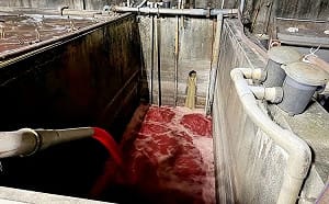 血流成河！新北「福伯食品」私接暗管偷排血水污染水溝遭勒令停工