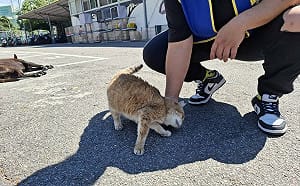 失明浪貓重拾活力 「 花奶奶」盼覓溫暖新家