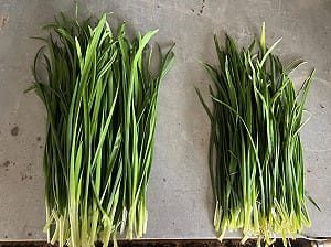 韭菜大把割！農改場成功利用「有益微生物」產量大增近兩成