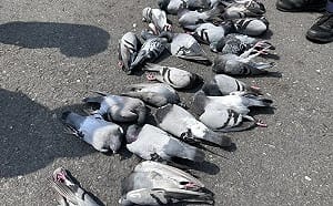 高雄廟前疑「毒米殺鴿」！24隻鴿子暴斃 高雄動保處化驗毒物追凶