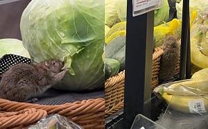 (影) 全聯驚見老鼠啃高麗菜 業者：已暫停營業全面清潔 