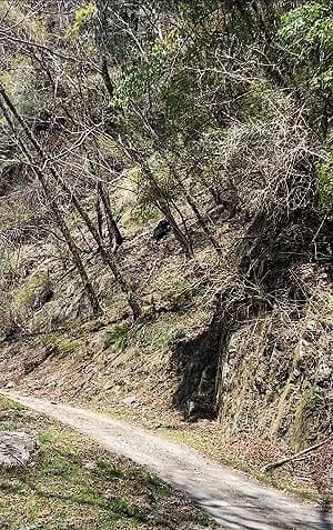 台灣黑熊現蹤新竹大鹿林道！雪管處提登山4要點防身