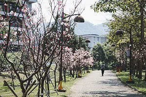 平地賞櫻好去處！北大櫻花祭3/21登場  小火車載遊櫻花海