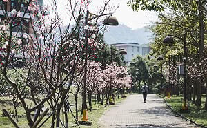 平地賞櫻好去處！北大櫻花祭3/21登場  小火車載遊櫻花海