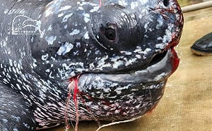 綠色和平未參與救援革龜卻盜圖募款 網轟澄清文沒一句道歉 收割成果吃相難看