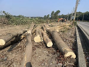 台3線林園大道突遭大規模砍伐　邱議瑩要求台糖立即停止作業