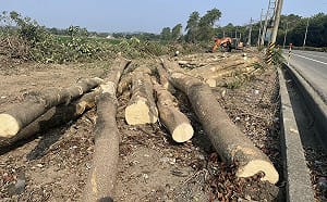 台3線林園大道突遭大規模砍伐　邱議瑩要求台糖立即停止作業