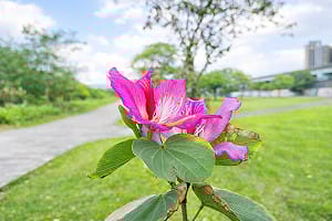羊蹄甲盛開河濱公園！春遊賞花還能餵羊咩咩