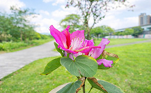 羊蹄甲盛開河濱公園！春遊賞花還能餵羊咩咩