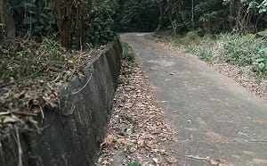 百果山命案死者遭挖眼！高大成曝：恐有黑市介入買賣器官