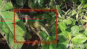 綠鬣蜥侵門踏戶暴增2.5倍  陳亭妃促中央成立應變小組鎖定熱點區域精準移除