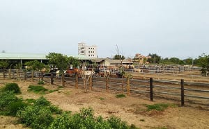 國產鮮牛肉「碳足跡」調查出爐！畜試所：每公斤29.74 公斤二氧化碳當量