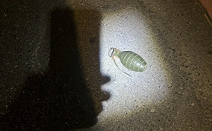 深夜驚魂！新店公車站旁出現「手榴彈」 警鑑識：仿真製品