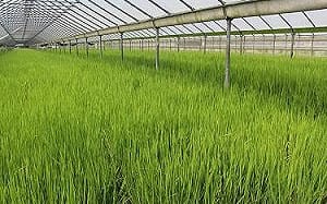 台灣米可以釀清酒了！第一支清酒釀造專用水稻「台南21號－南藏」問世