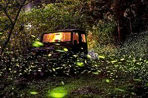 專家帶路追螢火！宜蘭賞螢季 4/1登場 