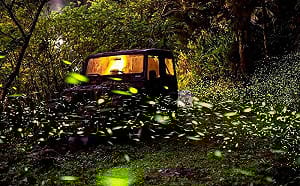 專家帶路追螢火！宜蘭賞螢季 4/1登場 