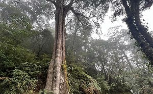 兒童節森林冒險啟程！14個森林遊樂區  12歲以下清明連假免費入園