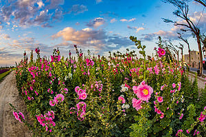 兒童節到台南趴趴走！賞花農遊8大活動一次玩到瘋