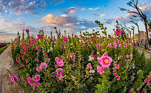 兒童節到台南趴趴走！賞花農遊8大活動一次玩到瘋