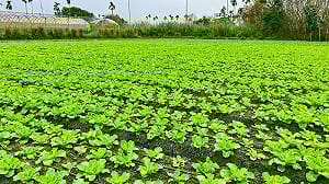 堰塞湖災後半年！花東裝置藝術戶外展   馬太鞍濕地賞螢重振觀光 