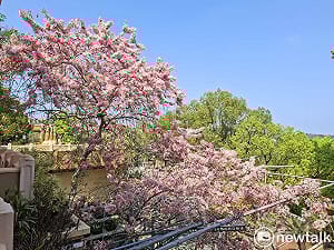 南化糖蜜浪漫遇  寶光花旗尋覓境  共賞粉紅花海