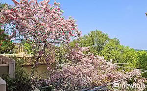 南化糖蜜浪漫遇  寶光花旗尋覓境  共賞粉紅花海