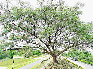 Threads熱搜浪漫花海！新北河濱公園「苦楝花雨」限時盛開中