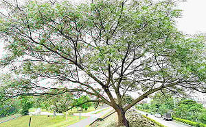 Threads熱搜浪漫花海！新北河濱公園「苦楝花雨」限時盛開中