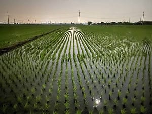 石門水庫水量將跌破5成！桃園農灌陷入危機？農業局回應了