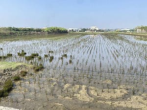 蔡明芳觀點》台美ART降稅利多背後　農產品市場開放衝擊不容低估