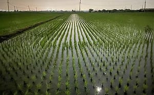 石門水庫水量將跌破5成！桃園農灌陷入危機？農業局回應了