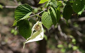  春遊碧綠溪賞花一整季！五月迎來「鴿子樹」 白鴿展翅飛舞成亮點