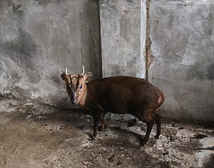 神明連賜三聖杯進廟庇護！落難山羌3月初野放  順利重返山林