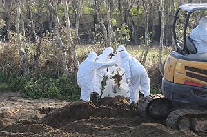 隱匿禽流感續賣黑心蛋！豐康牧場丟埋2359隻病死雞 檢方起訴求重刑