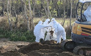 隱匿禽流感續賣黑心蛋！豐康牧場丟埋2359隻病死雞 檢方起訴求重刑