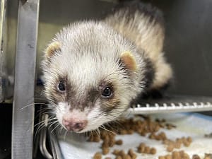 4/2國際雪貂日！愛牠不棄養   動保處揭飼養密訣