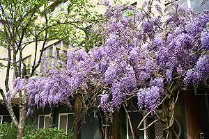 美如仙境！ 武陵農場紫藤花季開跑   一大片「紫色瀑布」超夢幻