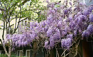 美如仙境！ 武陵農場紫藤花季開跑   一大片「紫色瀑布」超夢幻