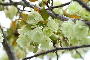 武陵農場鬱金櫻大綻放！最多只開15天  感受最後春日浪漫