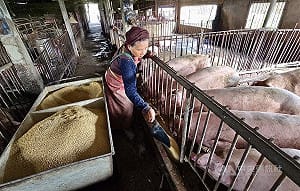 台灣重返非洲豬瘟非疫國　總統：持續強化防疫韌性