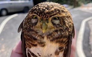 車頂驚見超萌「憤怒鳥」？原來是台灣最迷你貓頭鷹