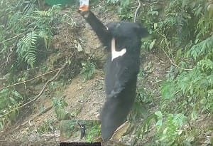 (影) 台灣黑熊首例！母女同日放回山林