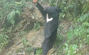 (影) 台灣黑熊首例！母女同日放回山林