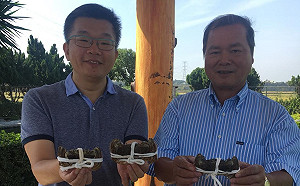 秋蟹肥美鮮甜 蔡其昌推薦外埔大閘蟹