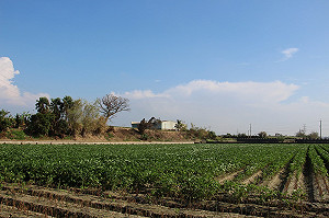 鼓勵轉作非基改大豆 　台中市今年12月續辦收購
